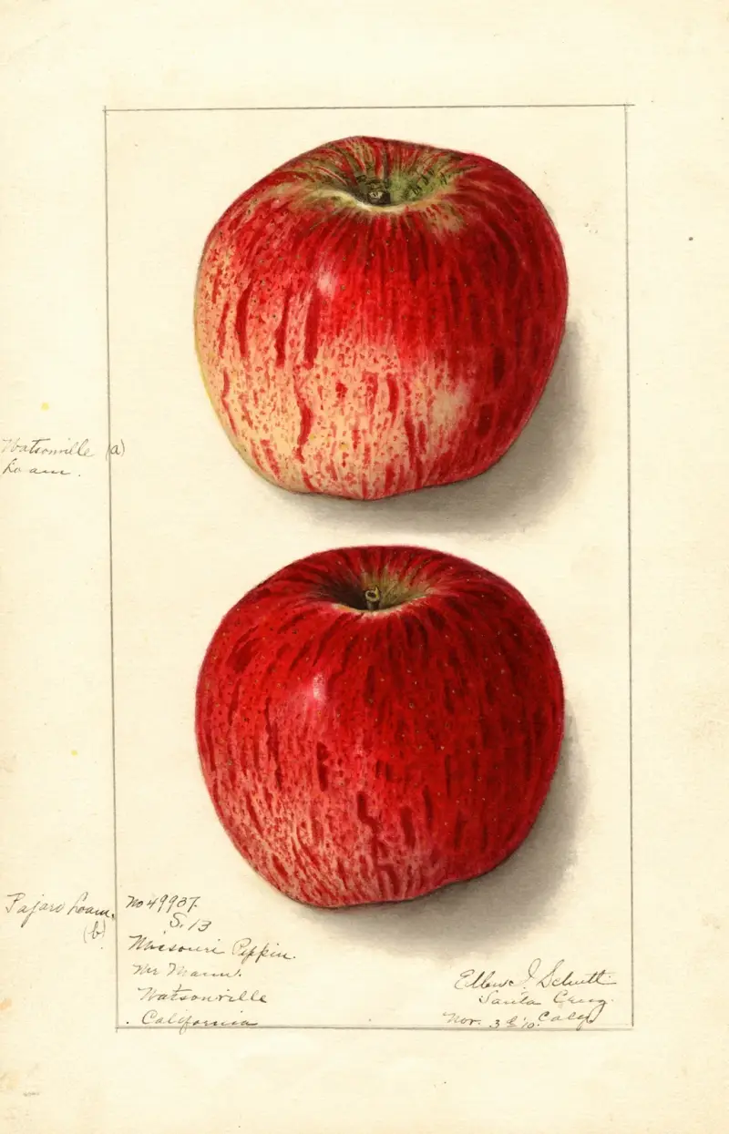 Malus domestica: Missouri Pippin av Ellen Isham Schutt