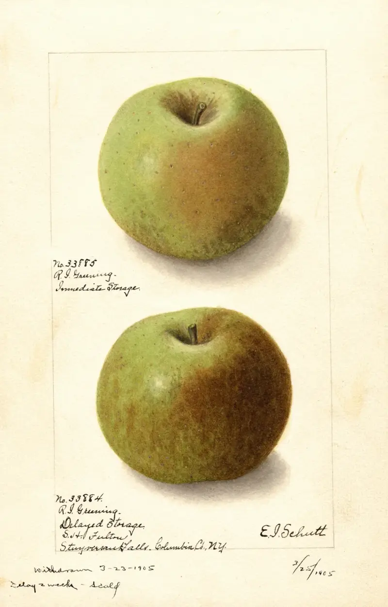 Malus domestica: Rhode Island Greening av Ellen Isham Schutt