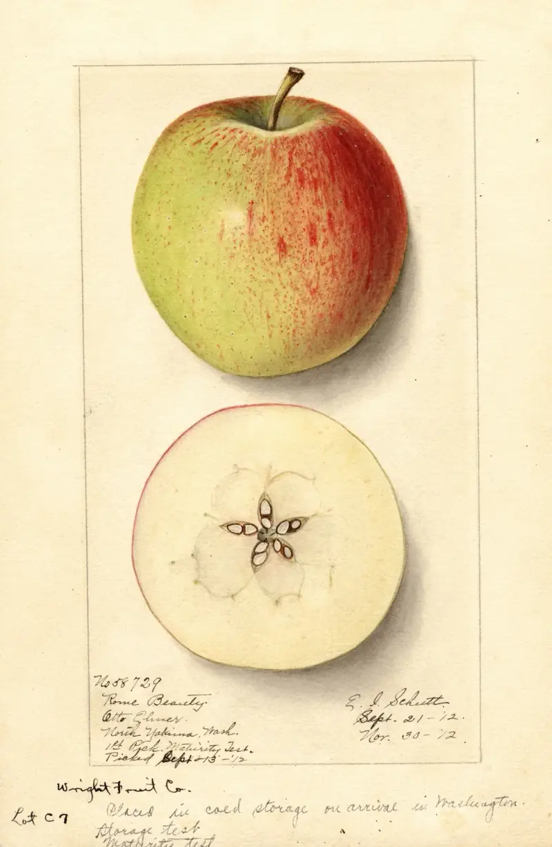 Malus domestica: Rome Beauty av Ellen Isham Schutt