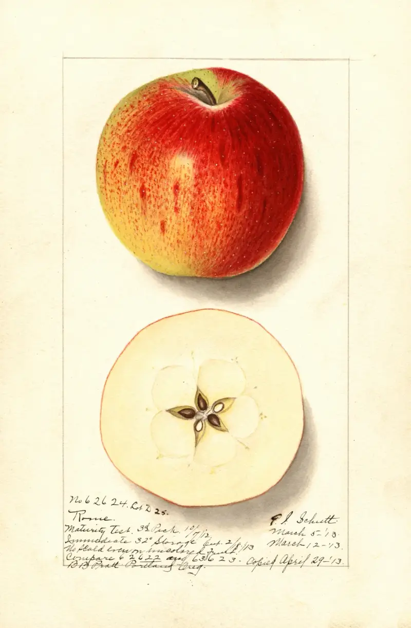 Äpple: Rome av Ellen Isham Schutt