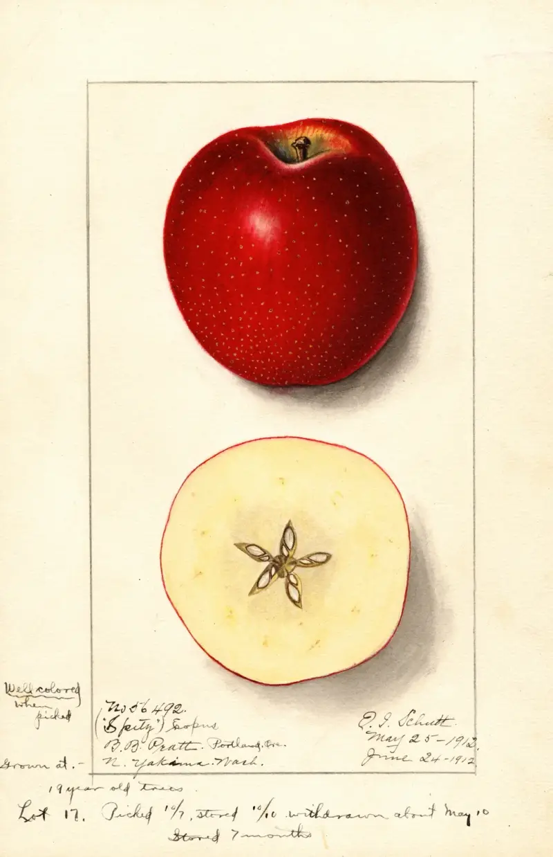 Malus domestica: Spitz Esopus av Ellen Isham Schutt
