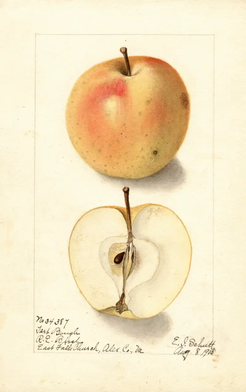 Malus domestica: Tart Bough av Ellen Isham Schutt