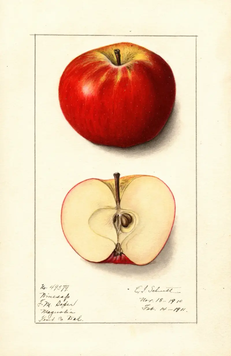 Malus domestica: Winesap av Ellen Isham Schutt