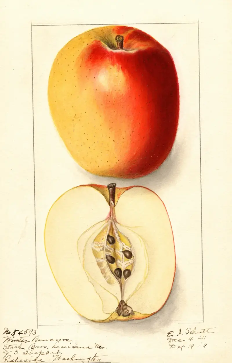 Malus domestica: Winter Banana av Ellen Isham Schutt