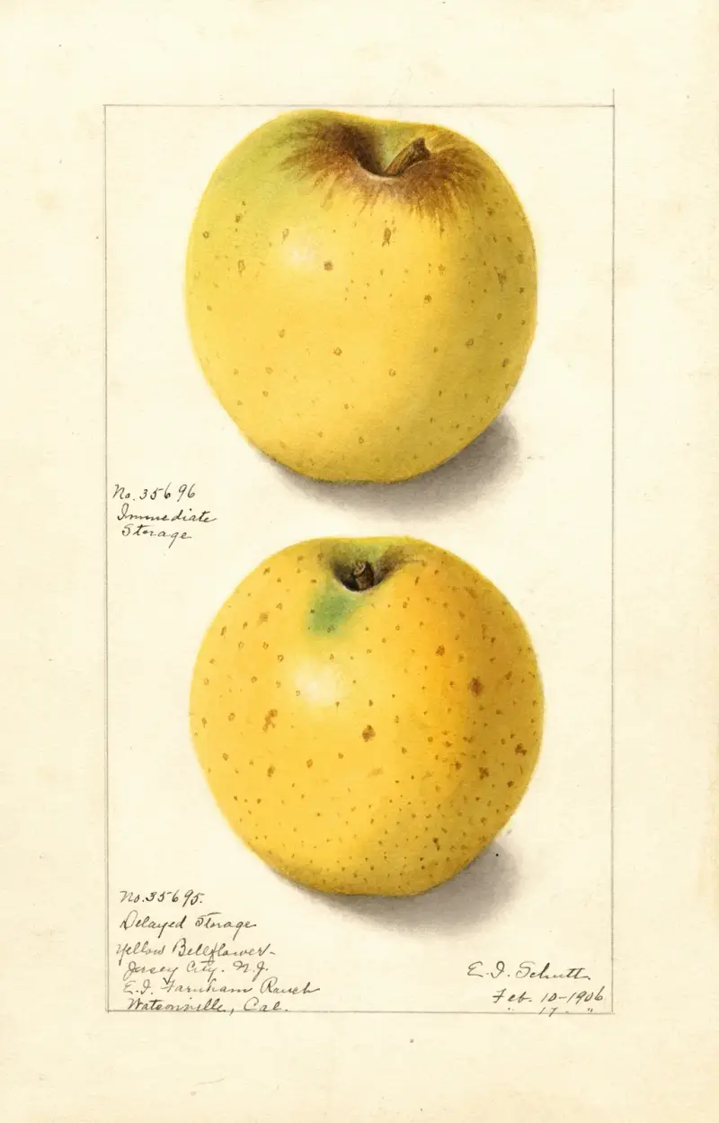 Malus domestica: Yellow Bellflower av Ellen Isham Schutt