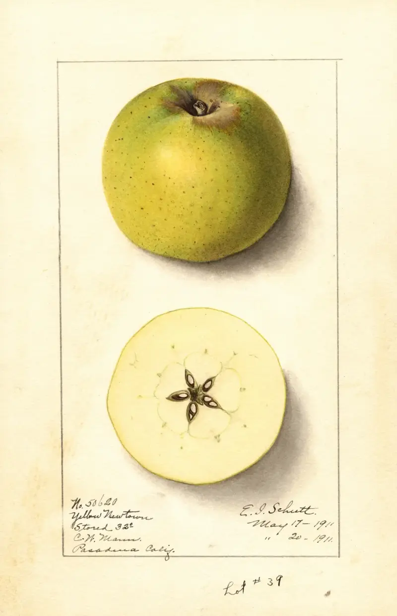 Malus domestica: Yellow Newtown av Ellen Isham Schutt