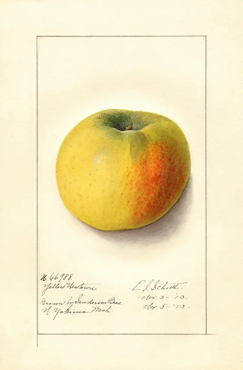 Malus domestica: Yellow Newtown av Ellen Isham Schutt