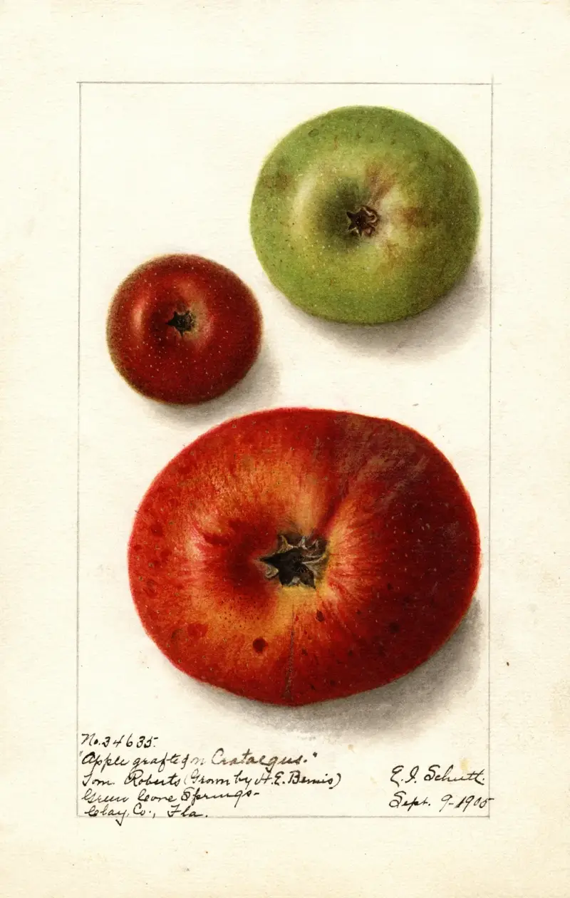 Malus domestica av Ellen Isham Schutt