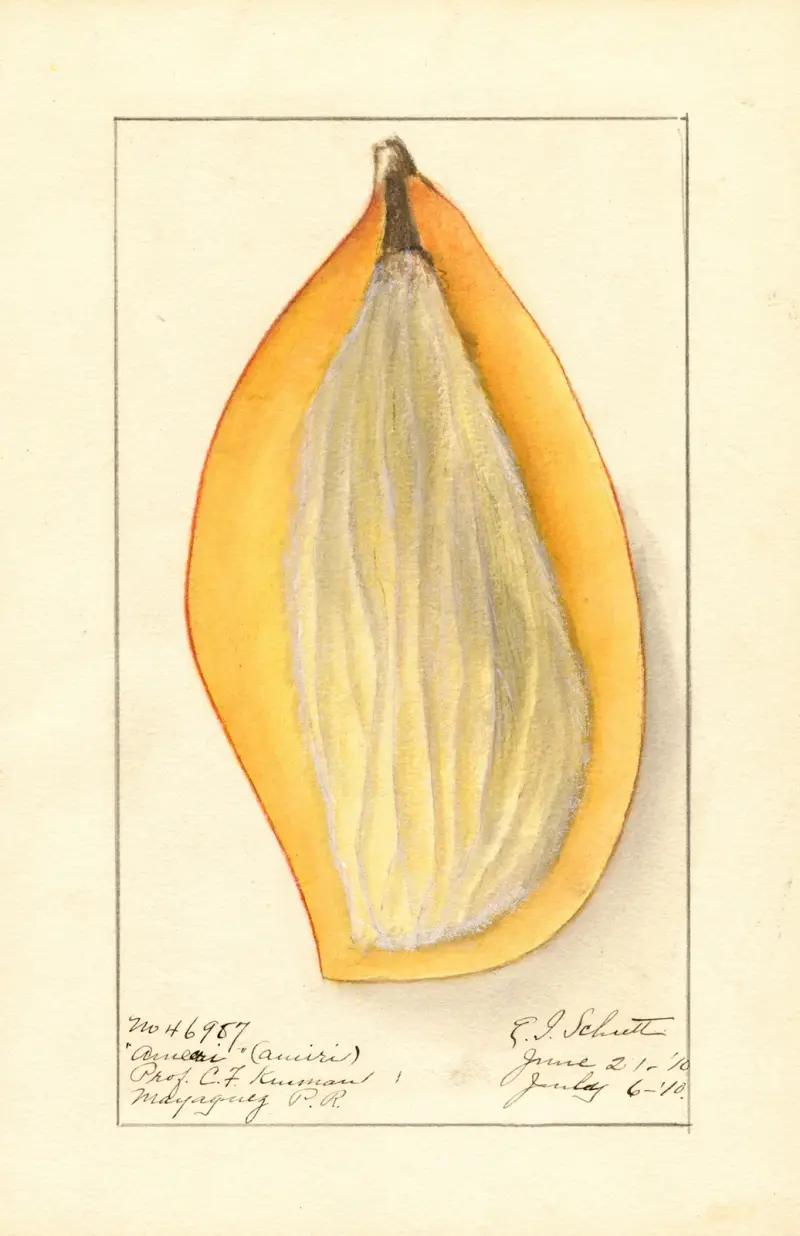 Mangifera indica: Ameeri av Ellen Isham Schutt