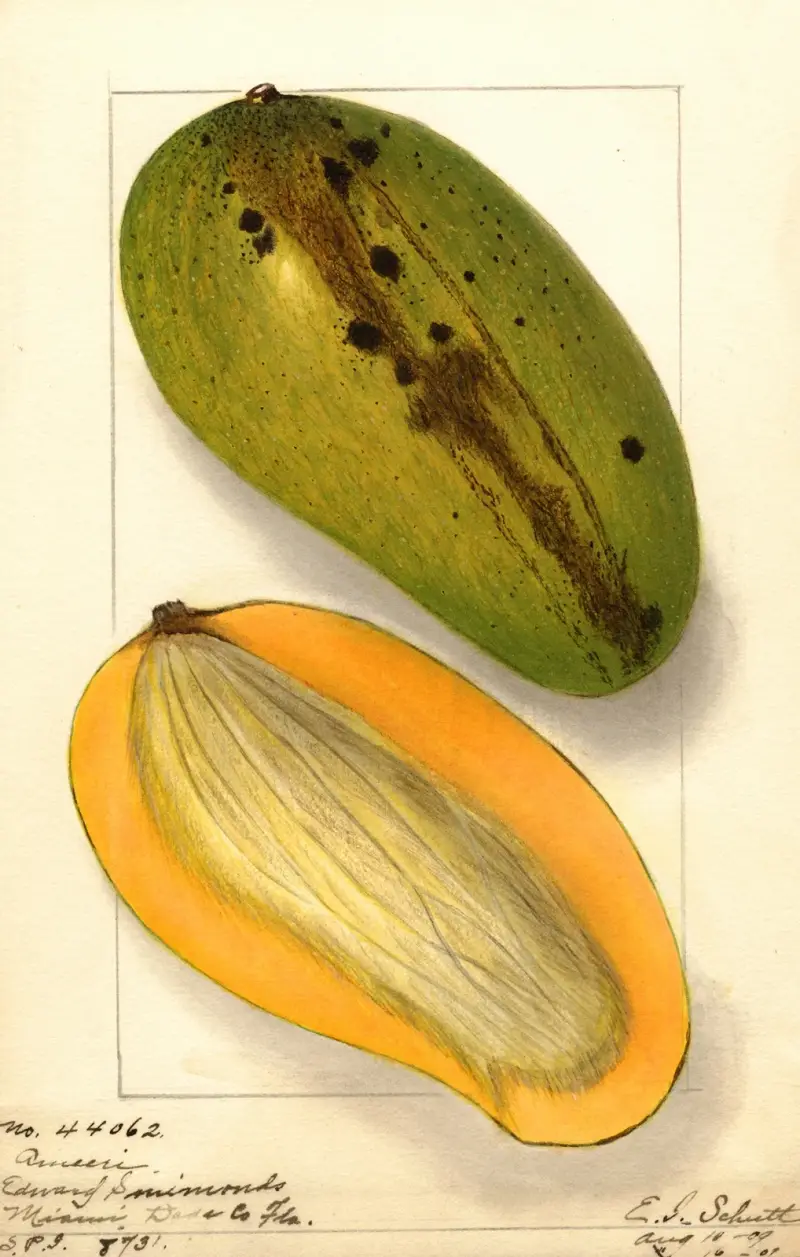 Mangifera indica: Ameeri av Ellen Isham Schutt