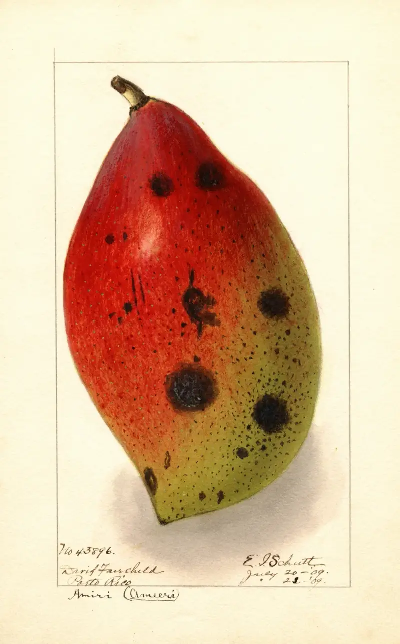 Mangifera indica: Ameeri; Amiri av Ellen Isham Schutt