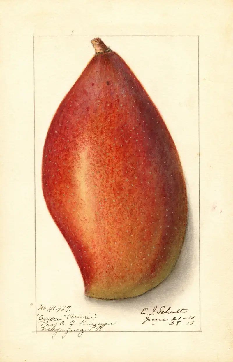 Mangifera indica: Ameeri av Ellen Isham Schutt