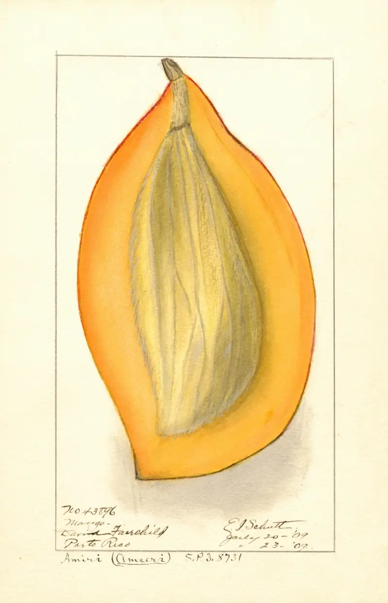 Mangifera indica: Amiri av Ellen Isham Schutt