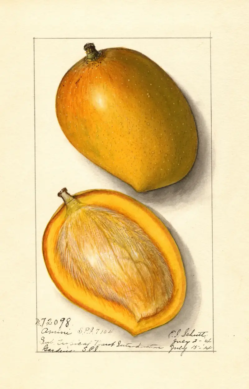 Mangifera indica: Amiri av Ellen Isham Schutt
