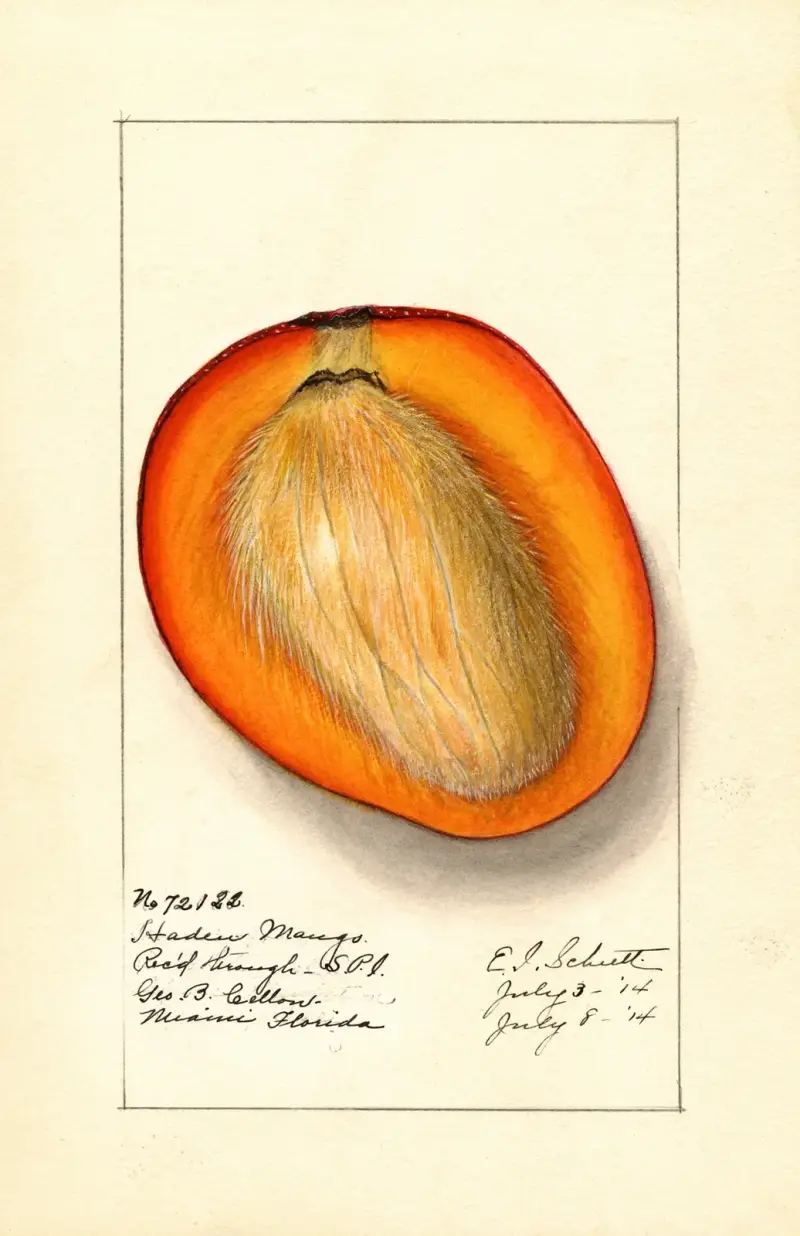 Mangifera indica: Haden av Ellen Isham Schutt