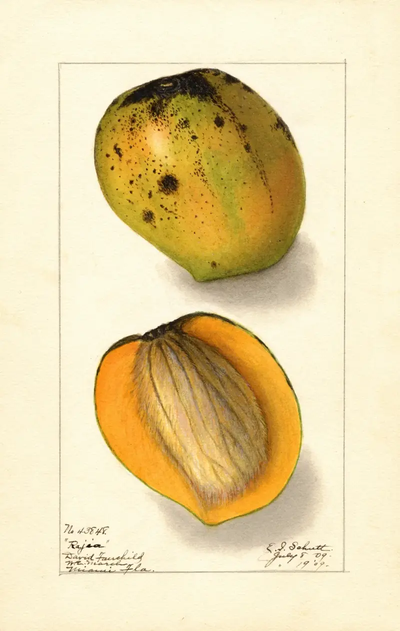 Mangifera indica: Rajia av Ellen Isham Schutt