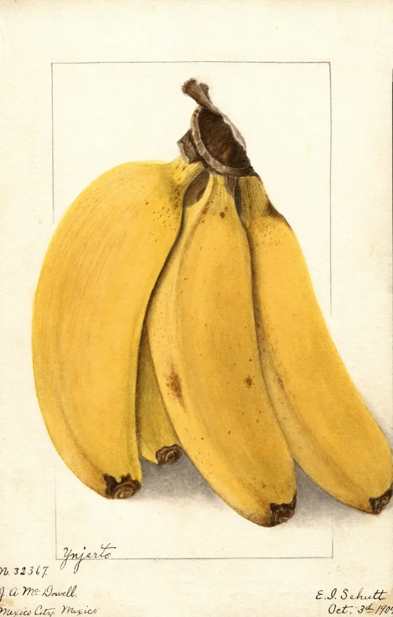 Musa: Yenjerto von Ellen Isham Schutt