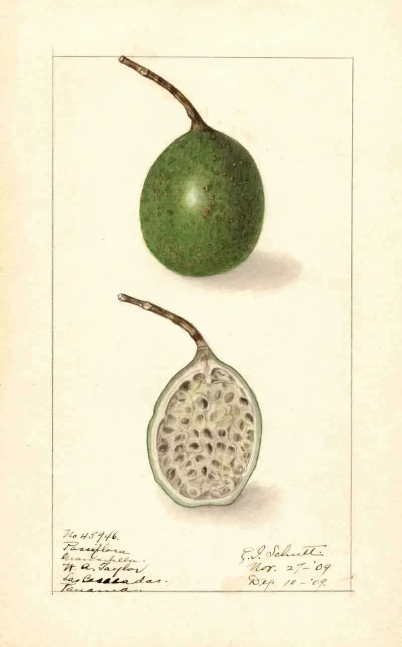 Passiflora av Ellen Isham Schutt