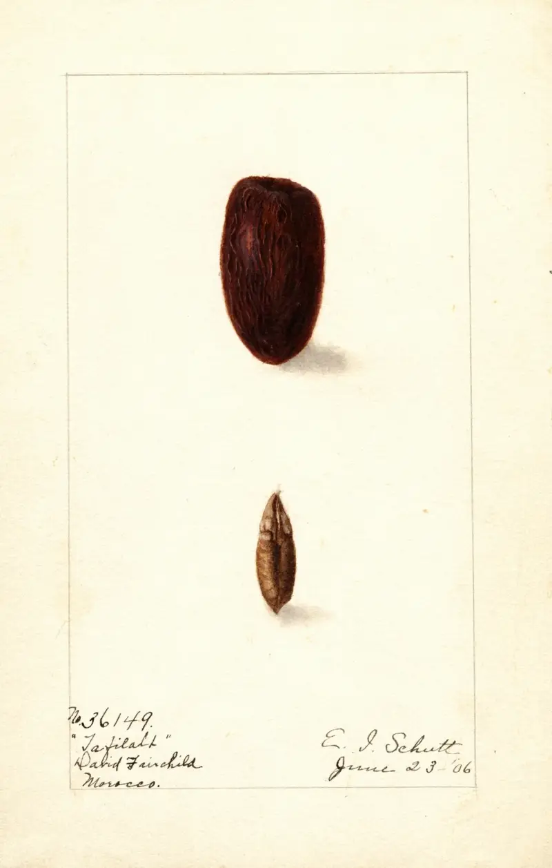 Phoenix dactylifera: Tafilalt av Ellen Isham Schutt