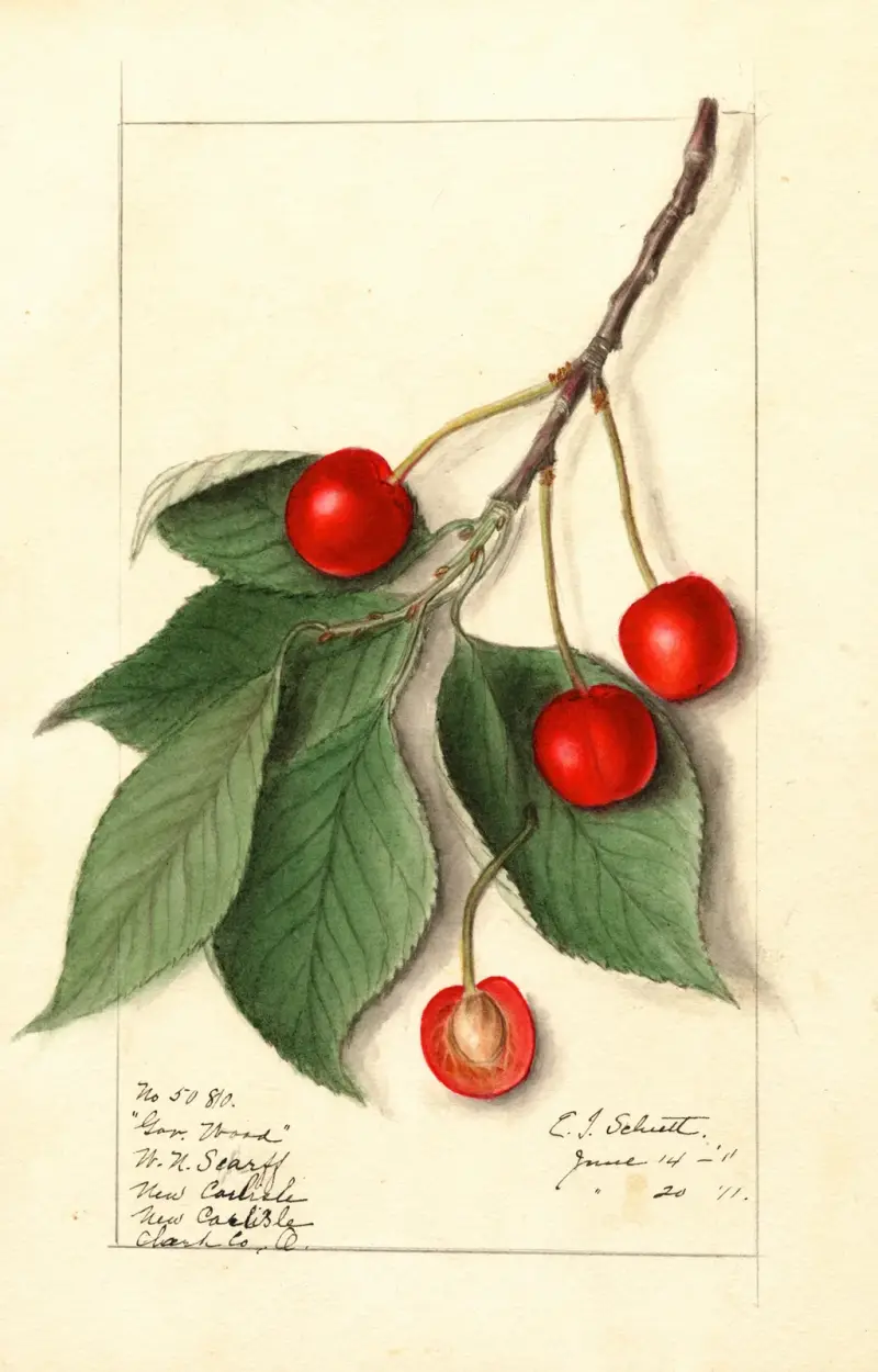 Prunus avium: Govenor Wood av Ellen Isham Schutt