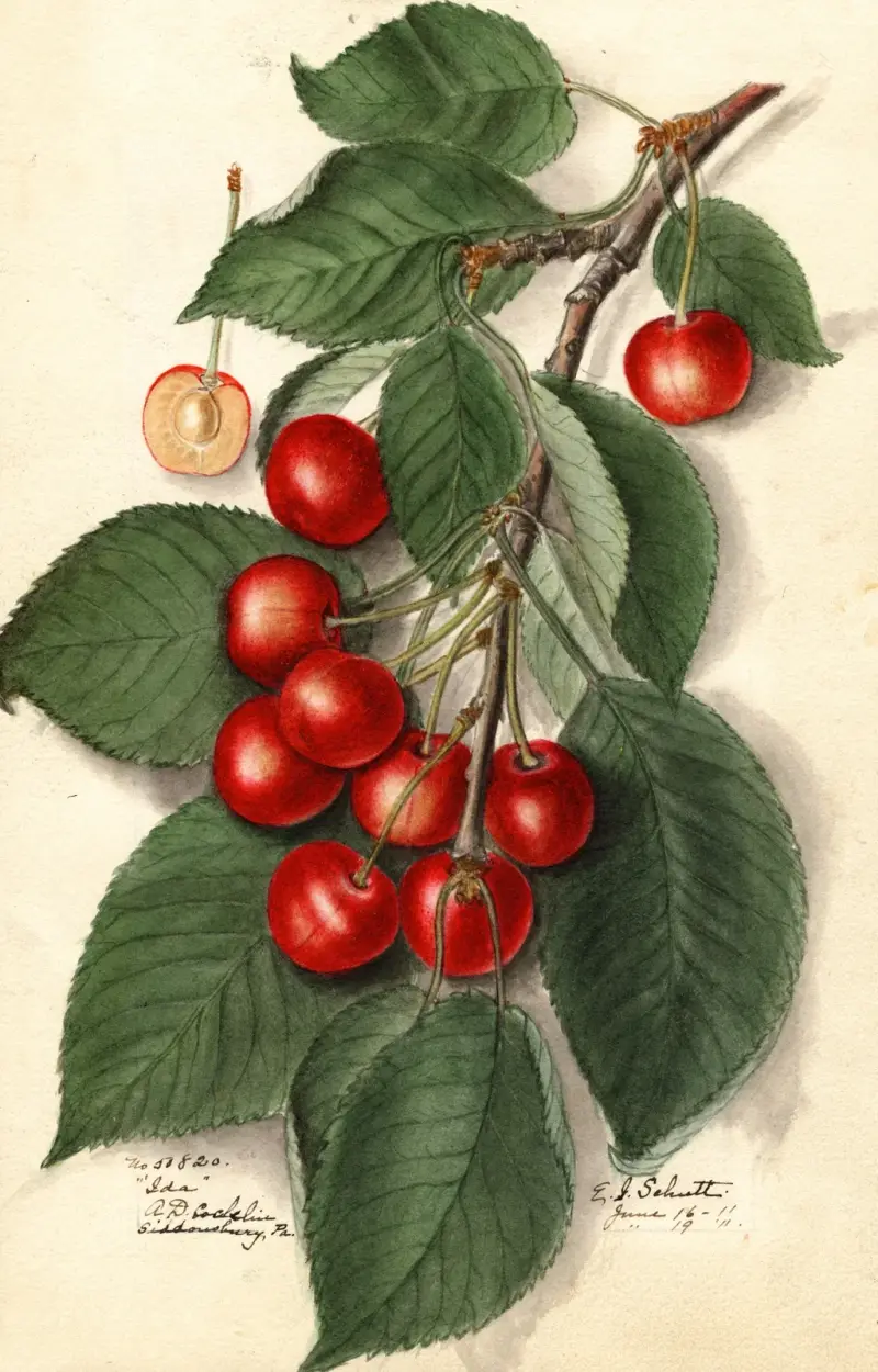 Prunus avium: Ida av Ellen Isham Schutt