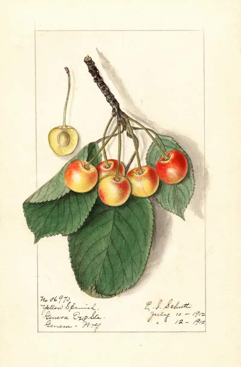 Prunus avium: Yellow Spanish av Ellen Isham Schutt