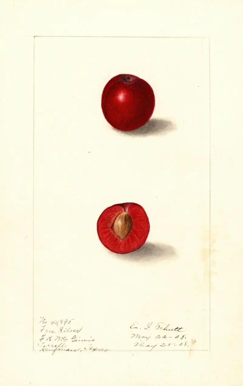 Prunus domestica: Free Silver av Ellen Isham Schutt