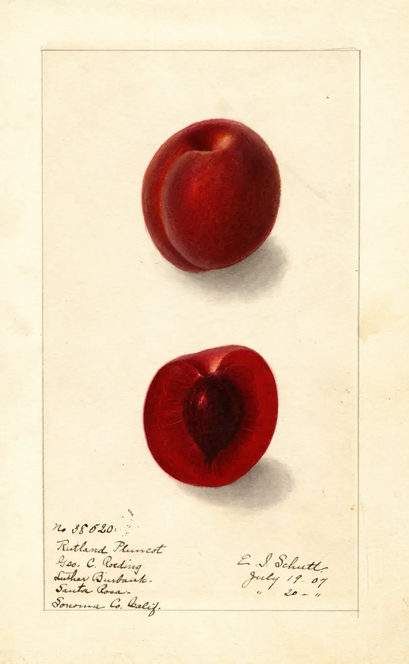 Prunus domestica: Rutland Plumcot av Ellen Isham Schutt