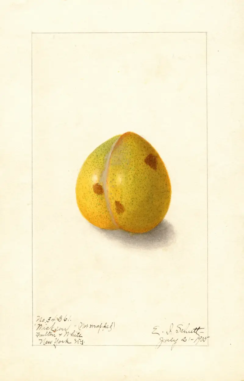 Prunus domestica: Wickson av Ellen Isham Schutt