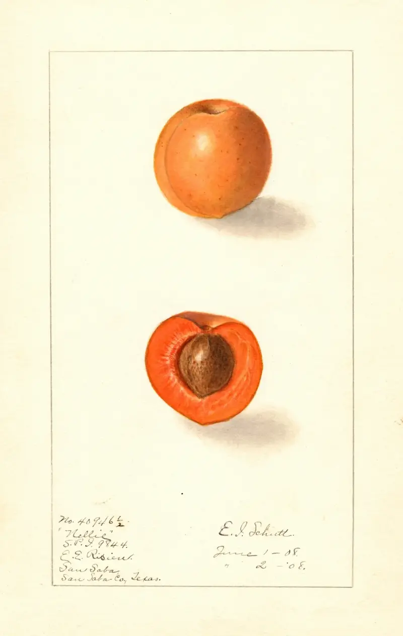 Prunus mume: Nellie av Ellen Isham Schutt