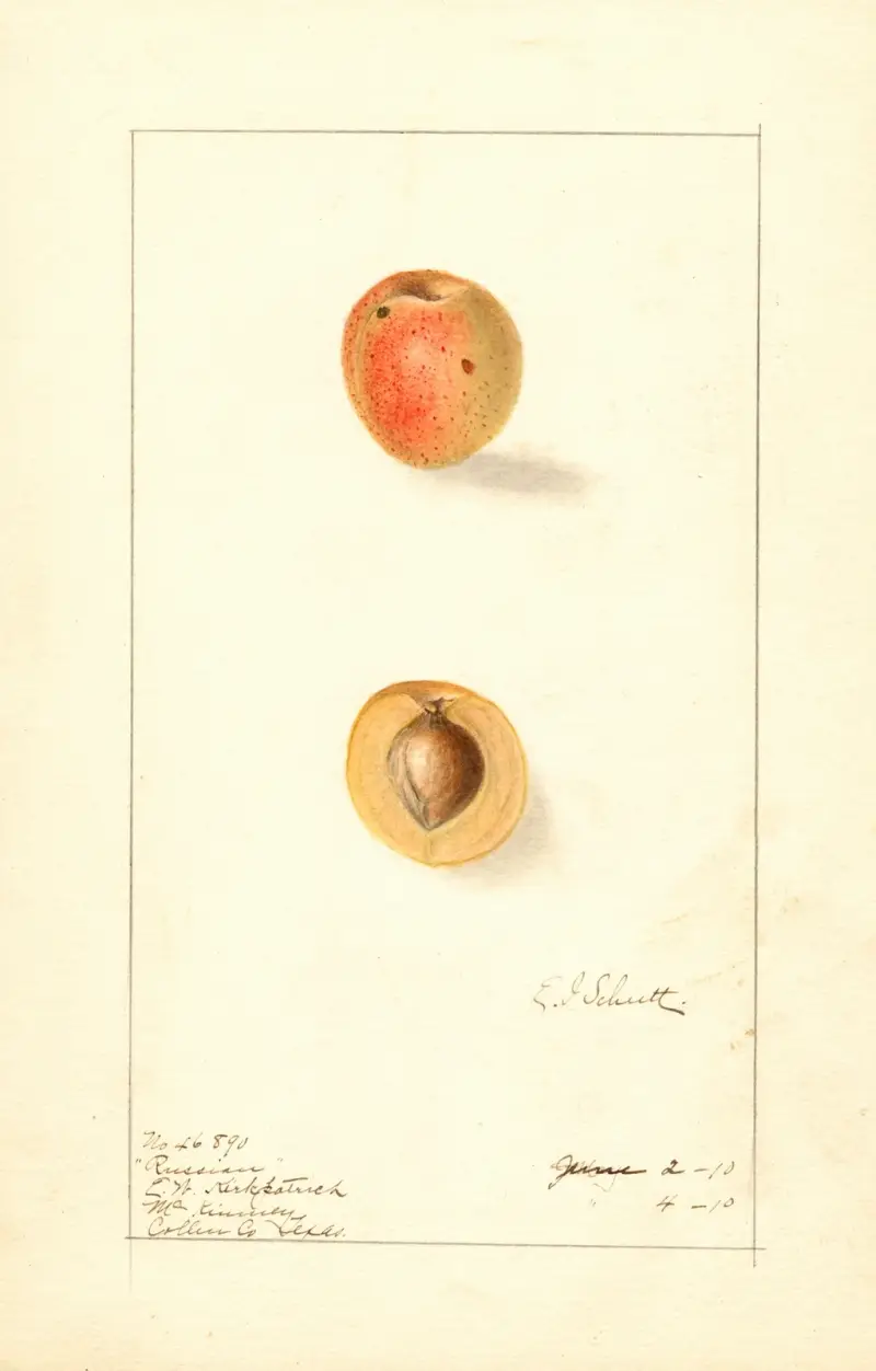 Prunus mume: Rysk av Ellen Isham Schutt