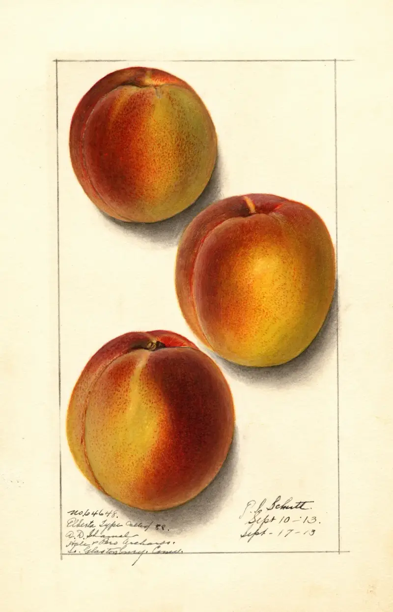 Prunus persica: Elberta av Ellen Isham Schutt