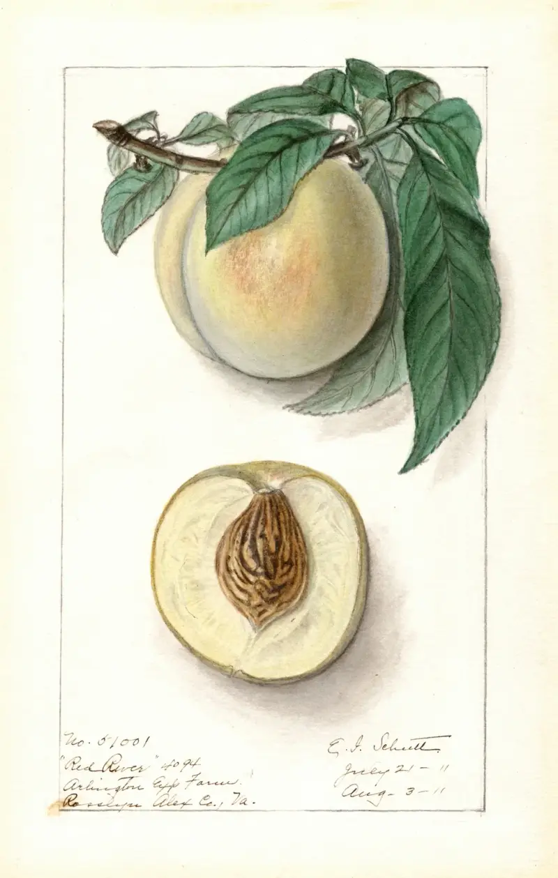 Prunus persica: Red River av Ellen Isham Schutt