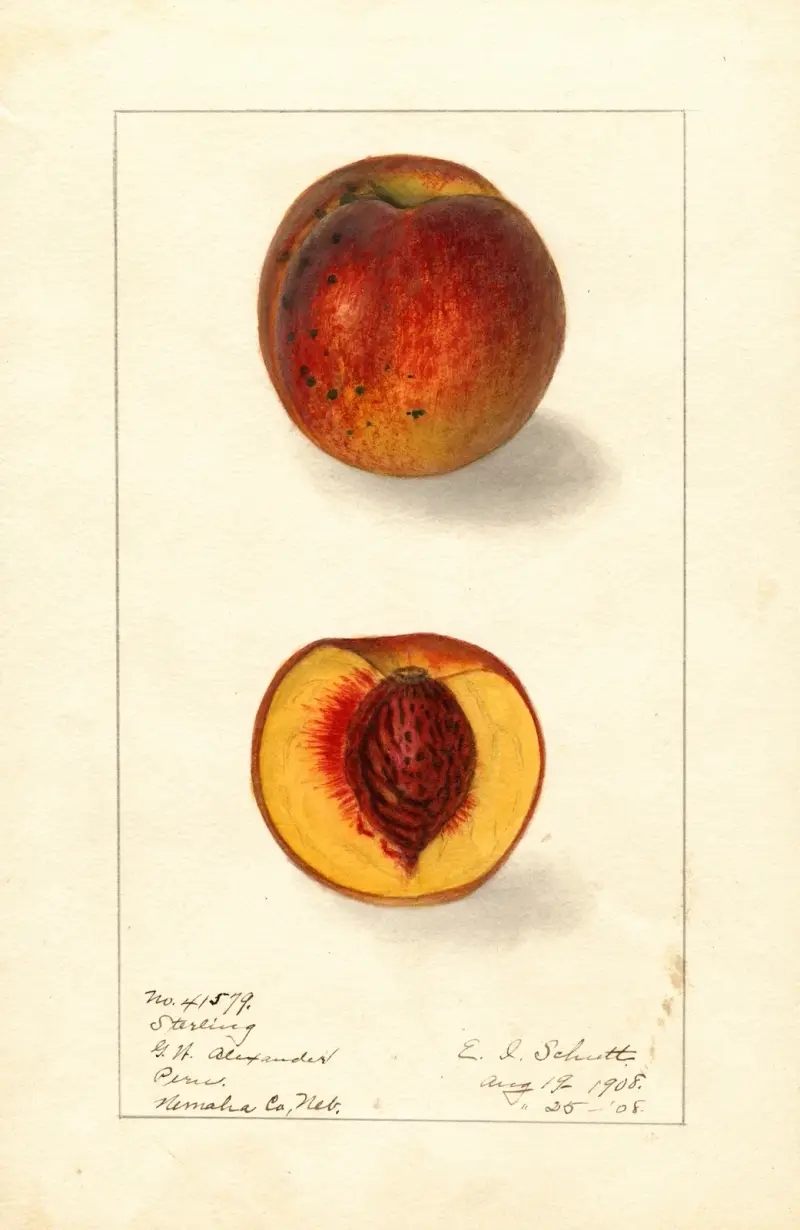 Prunus persica: Sterling av Ellen Isham Schutt