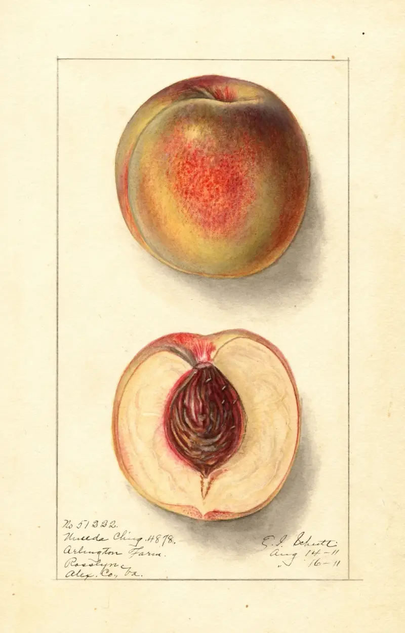 Prunus persica: Uneeda Cling av Ellen Isham Schutt