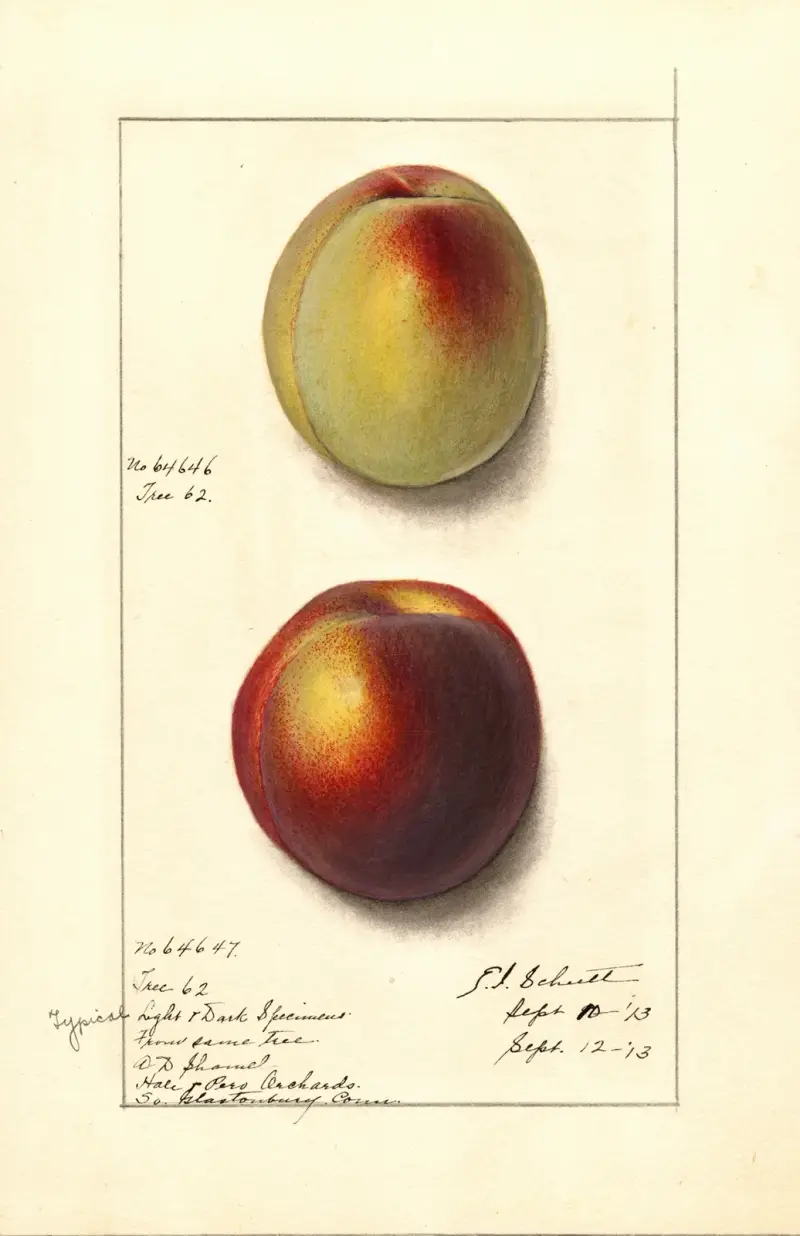 Prunus persica, Ellen Isham Schutt