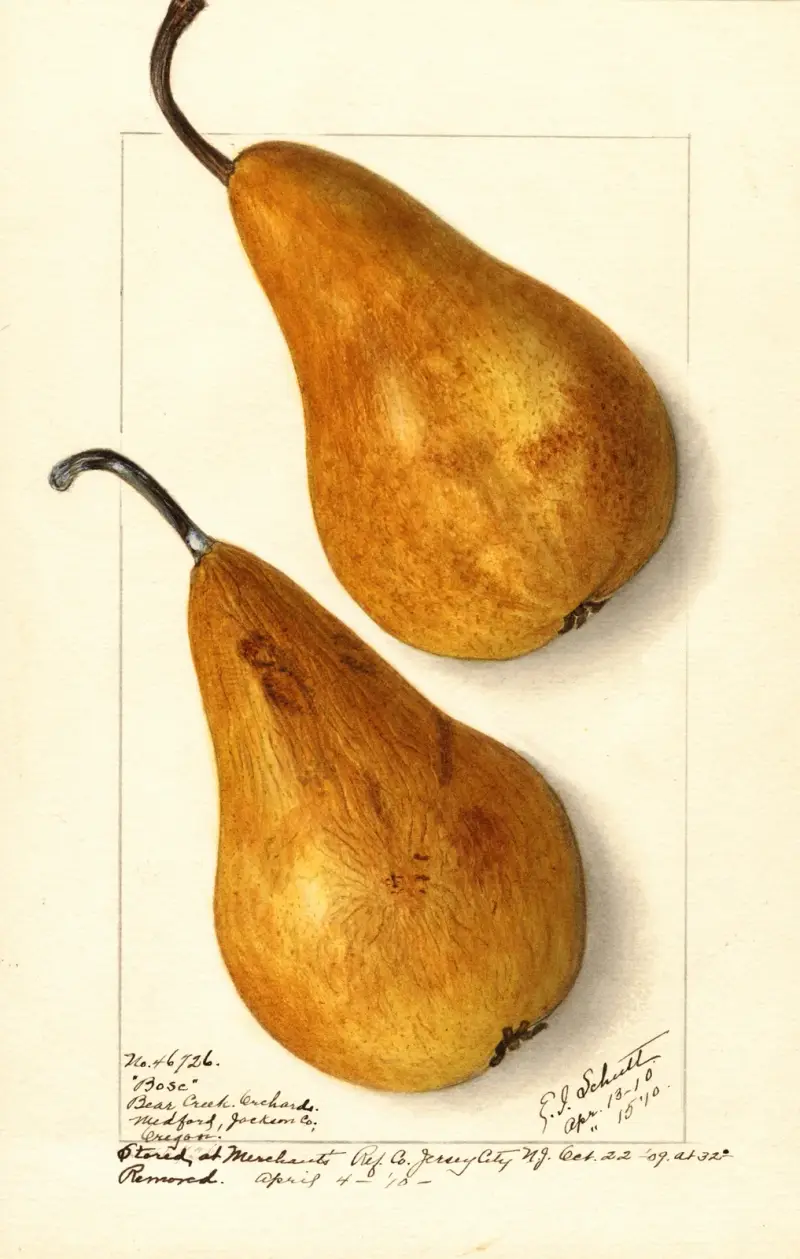 Pyrus communis: Bosc av Ellen Isham Schutt