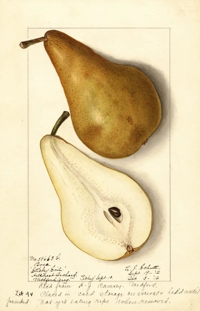 Pyrus communis: Bosc, 1912 – Nr. 1, Ellen Isham Schutt