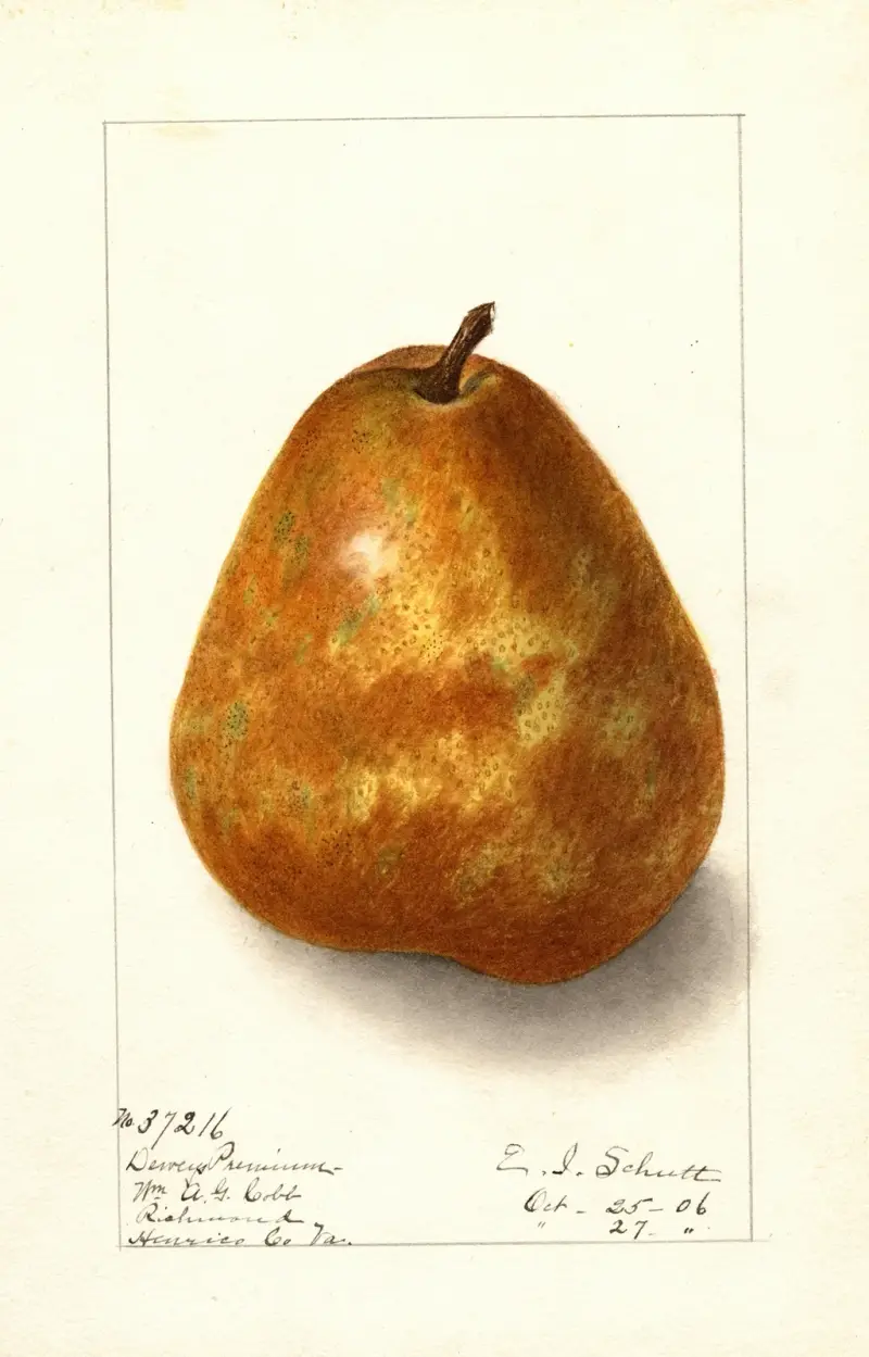 Pyrus communis: Deweys Premium av Ellen Isham Schutt