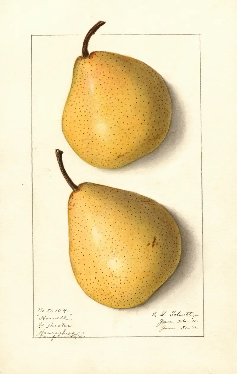 Pyrus communis: Howell av Ellen Isham Schutt