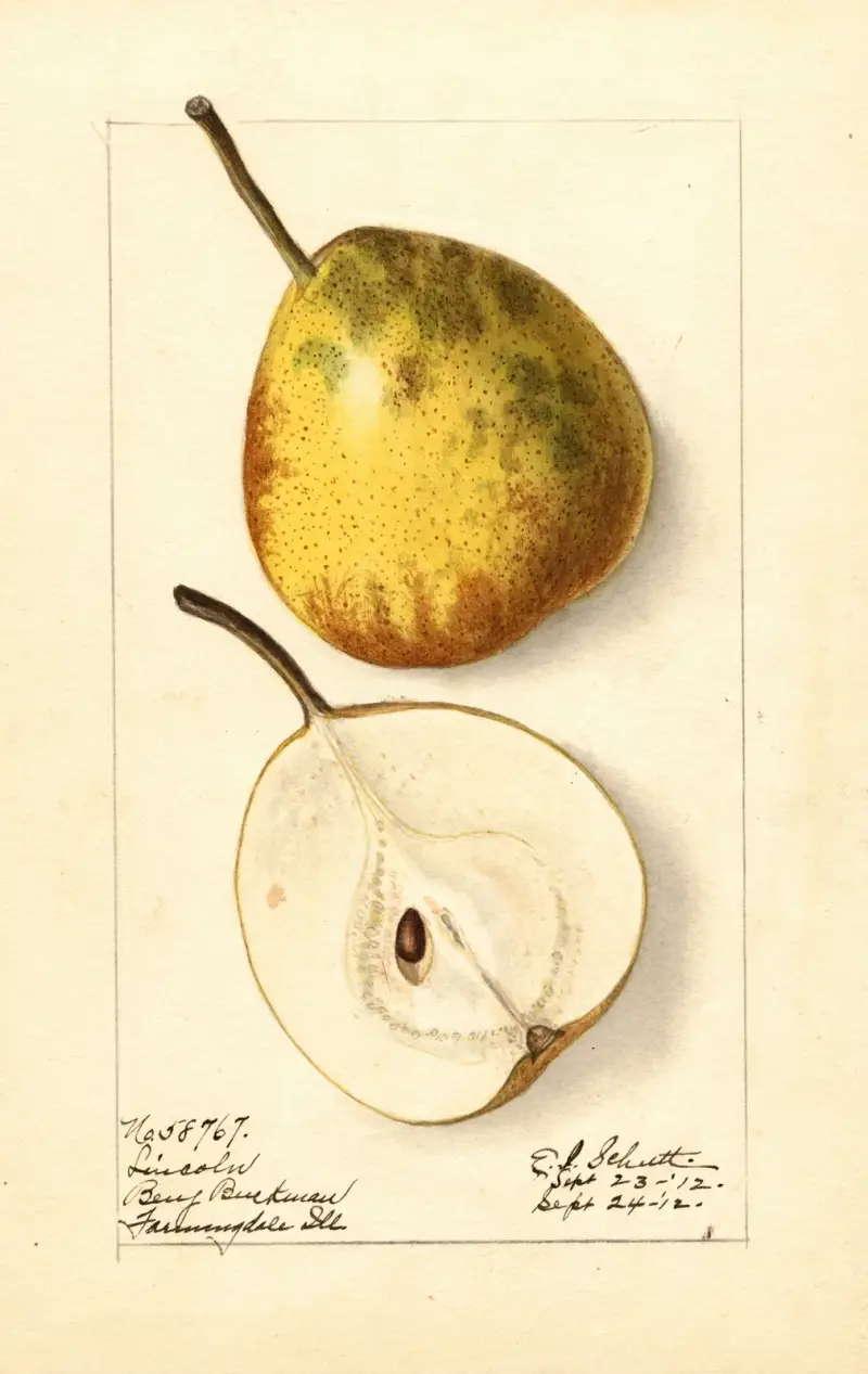 Pyrus communis: Lincoln av Ellen Isham Schutt