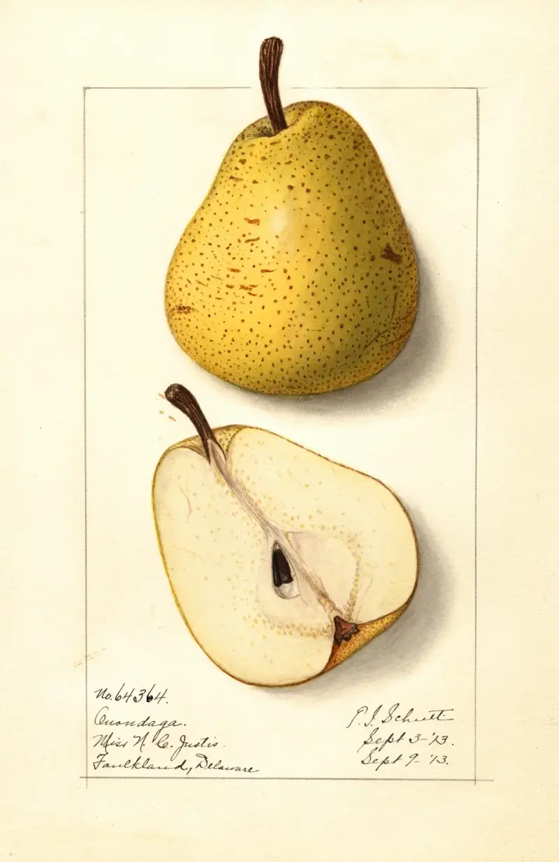 Pyrus communis: Onondaga av Ellen Isham Schutt