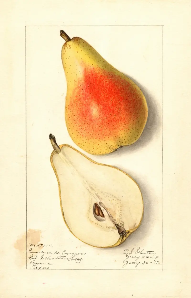 Pyrus communis: Souvenir du Congrès von Ellen Isham Schutt