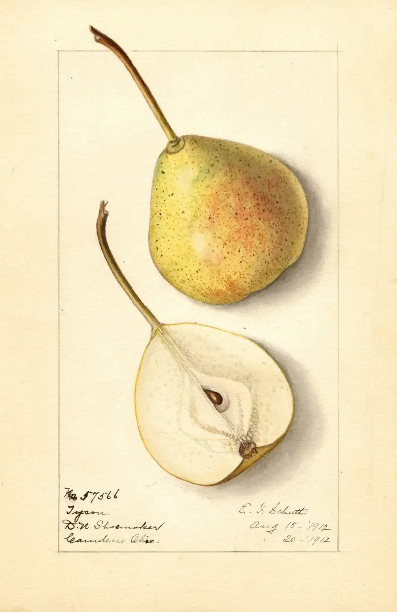 Pyrus communis: Tyson von Ellen Isham Schutt