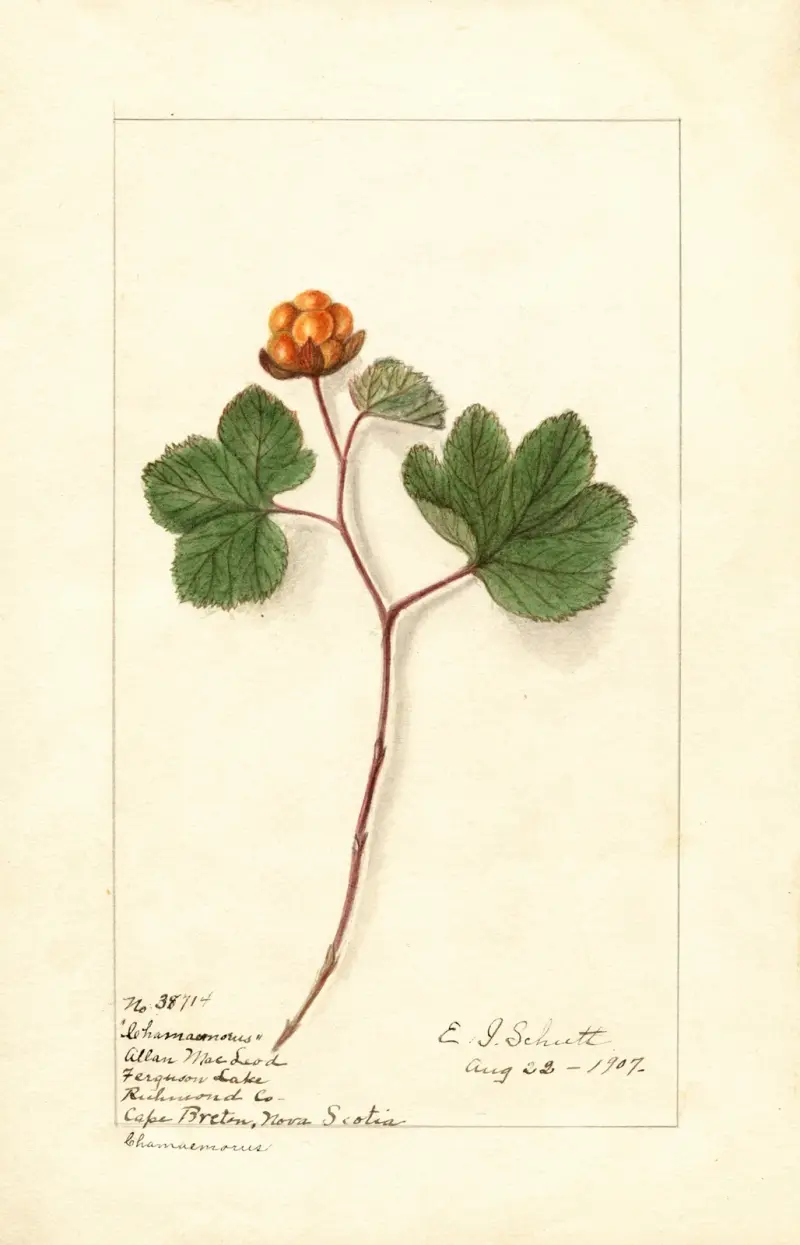 Rubus chamaemorus, 1907, Ellen Isham Schutt