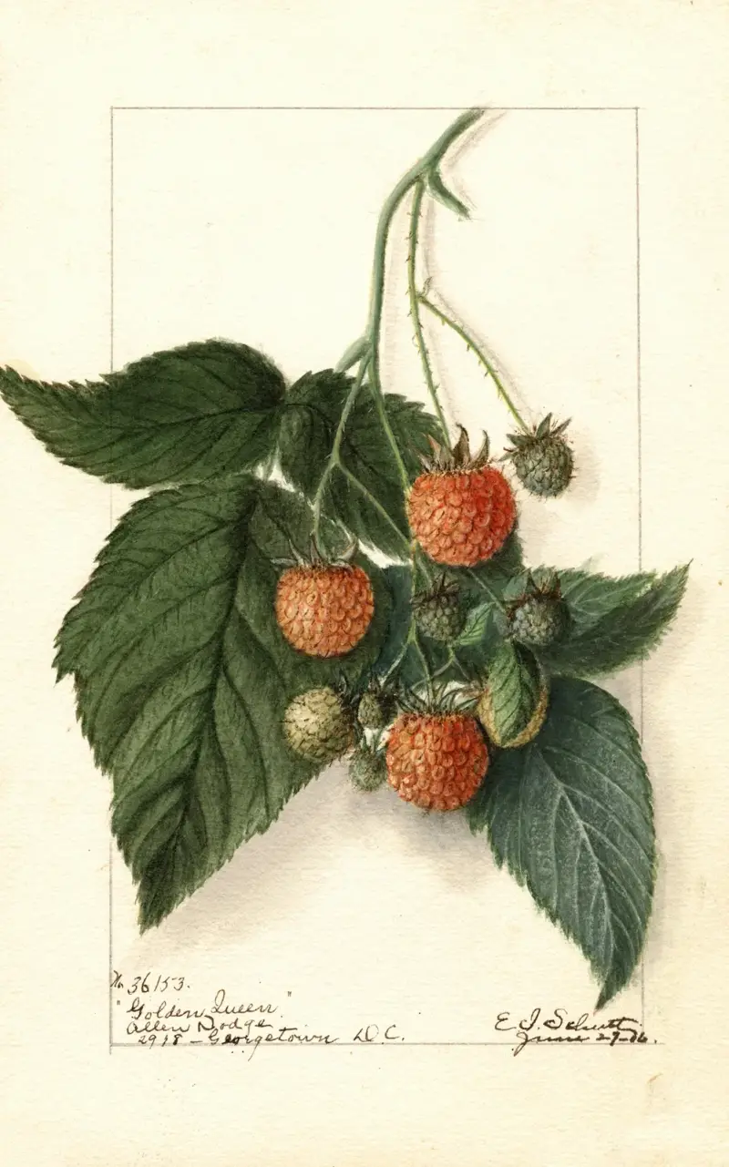Rubus: Golden Queen av Ellen Isham Schutt