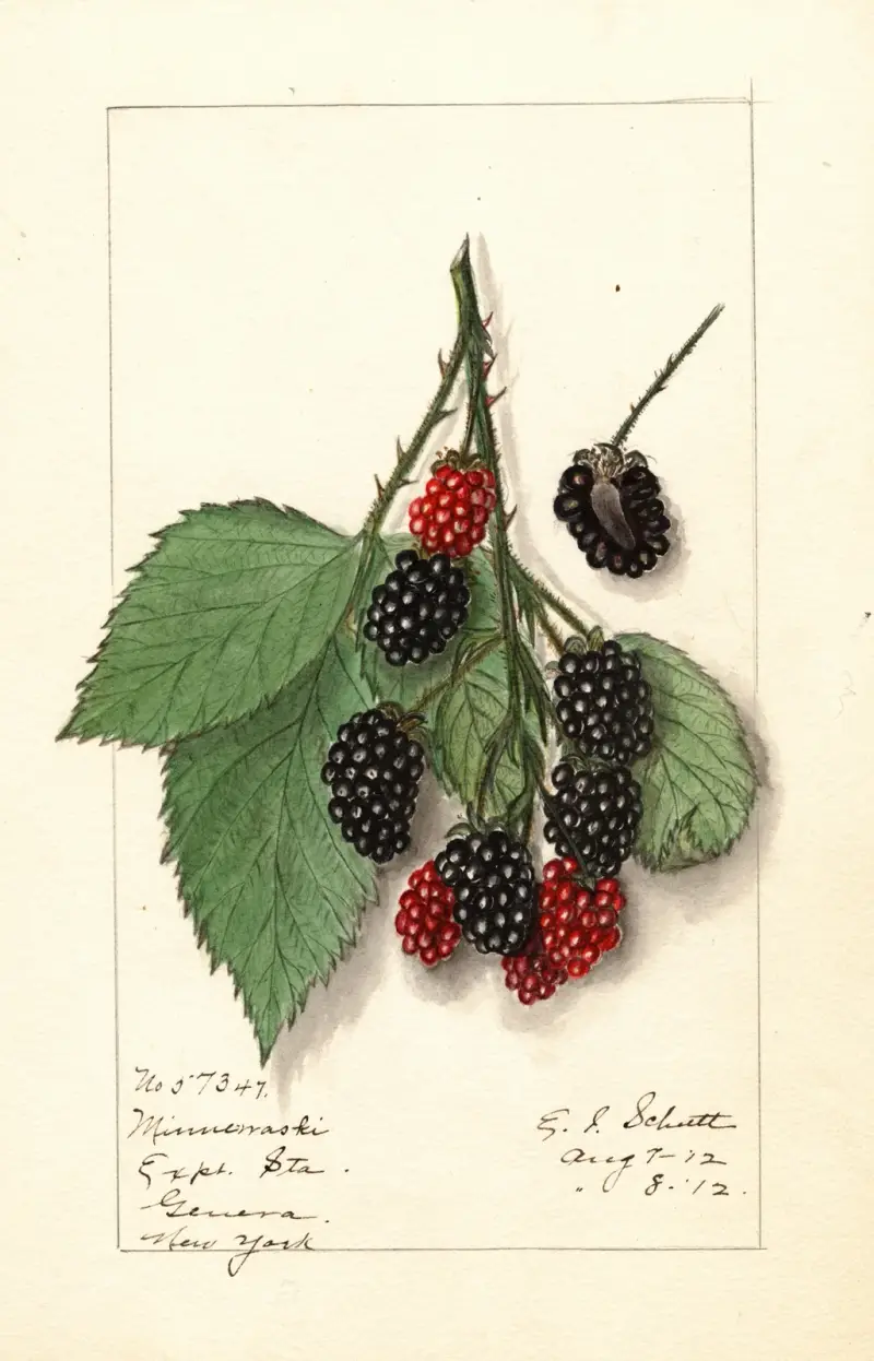 Rubus: Minnervaski av Ellen Isham Schutt