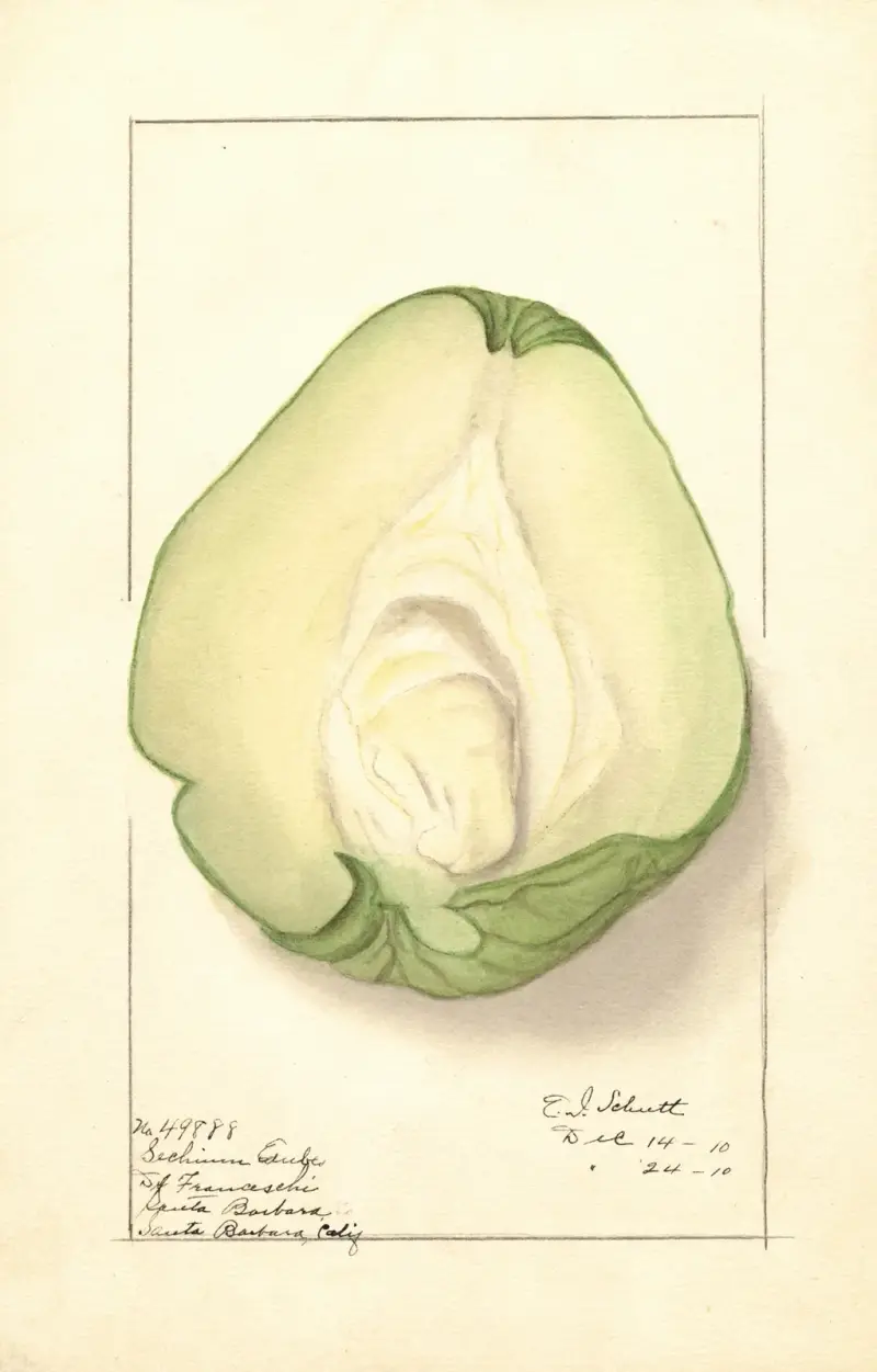 Sechium edule, Ellen Isham Schutt