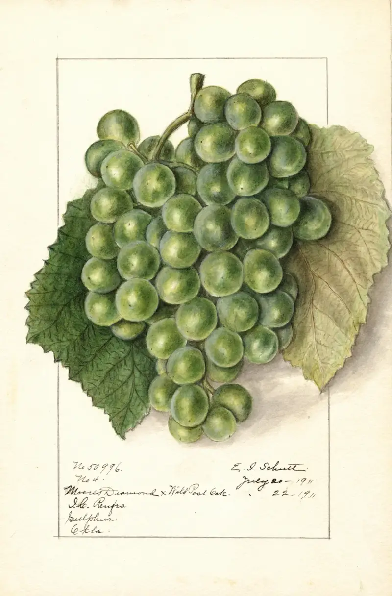 Vitis, 1911 – Nr. 2 von Ellen Isham Schutt
