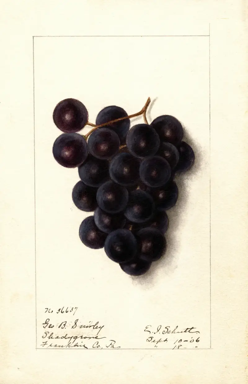 Vitis av Ellen Isham Schutt